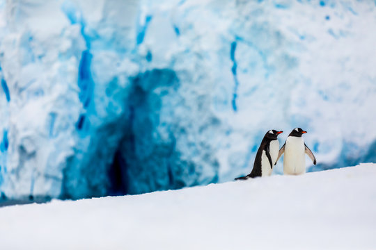 Gentoo penguin couple cuddling, courting, walking in wild nature, near snow and ice caves. Pair of two penguins as friends or in love. Bird behavior wildlife scene from nature in Antarctica.