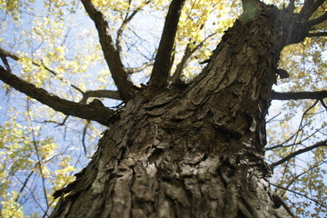 Obraz premium old tree