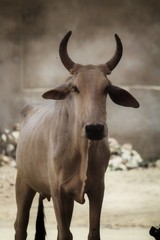 Naklejka premium bull with horns