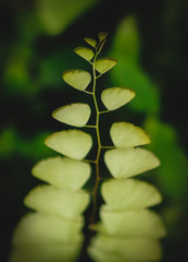 Fototapeta na wymiar Top view of leaf in close up