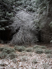 fairytale image in a frozen forest