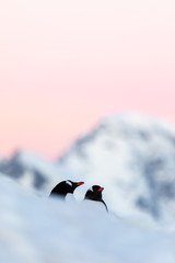 Gentoo penguin couple courting and mating in wild nature, near snow and ice under pink sky. Pair of penguins interacting with each other. Bird behavior wildlife scene from nature in Antarctica. © Gabi
