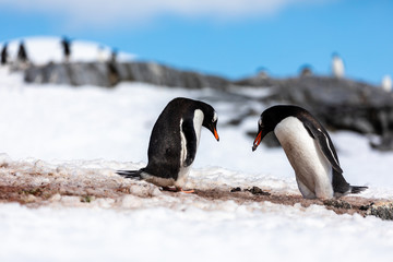 Gentoo penguin couple courting and mating in wild nature, near snow and ice. Pair of penguin giving rock pebble to other penguin. Bird behavior wildlife scene from nature in Antarctica.