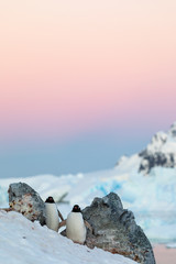 Gentoo penguin couple courting and mating in wild nature, near snow and ice under pink sky at sun. Pair of penguins interacting with each other. Bird behavior wildlife scene from nature in Antarctica.