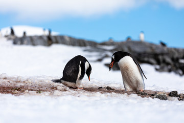 Gentoo penguin couple courting and mating in wild nature, near snow and ice. Pair of penguin giving rock pebble to other penguin. Bird behavior wildlife scene from nature in Antarctica.