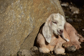 インドのヒマラヤ山岳地帯のマナーリー　仲良しの山羊の親子　可愛い子ヤギ
