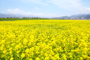 信州　いいやま菜の花畑