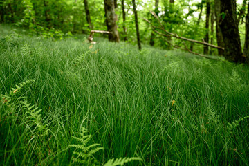 Grasses and Ferns in Smokies Mountain Grove