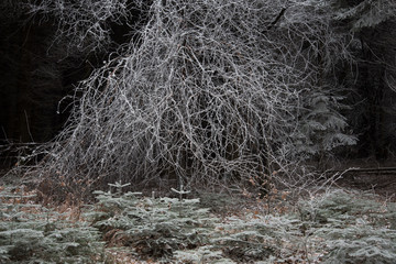 fairytale image in a frozen forest