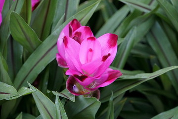 Beautiful pink and purple color of Curcuma Curalimei Siam Splash flower