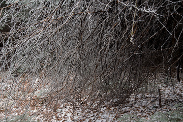 fairytale image in a frozen forest