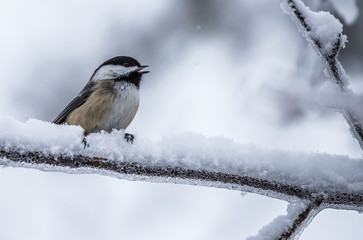 chickadee in winter storm snow