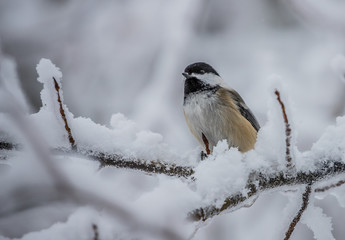 chickadee in winter storm snow