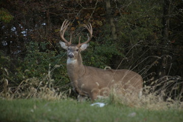 Obraz premium deer in the forest