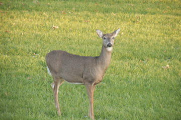 Naklejka na ściany i meble deer in the grass