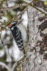 male downy woodpecker in winter