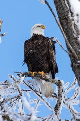 bald eagle in icy tree top 