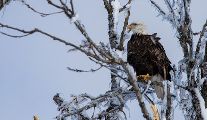 bald eagle in icy tree top 