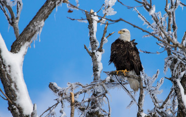 bald eagle in icy tree top 