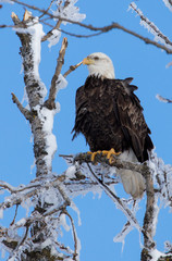 bald eagle in icy tree top 