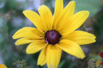  yellow flower