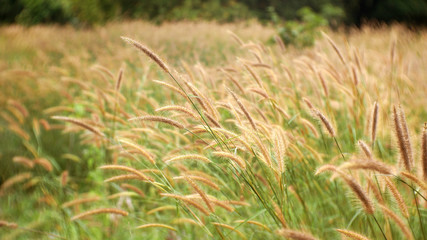 field of wheat nature background, cattails flower outdoor summer