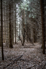 fairytale image in a frozen forest