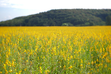 Obraz premium field of yellow flowers nature background. yellow flower farm outdoor summer