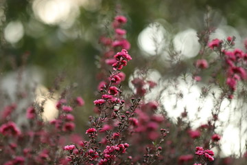 ギョリュウバイ