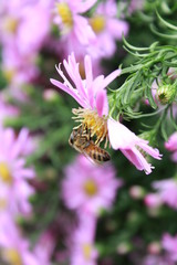 bee on a flower