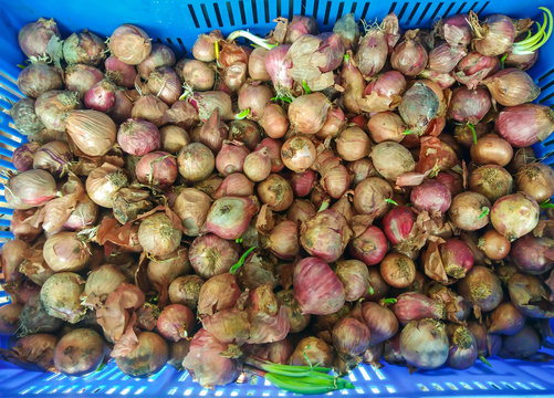 Shallots or multiplier onions put in order in plastic basket for chefs to cook.