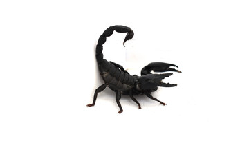 scorpion isolated on white background