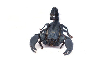 crab isolated on white background