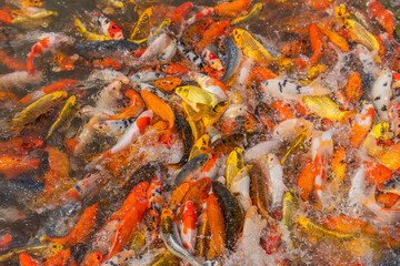 Colorful koi fish float on a pond, In the late morning of the fresh air ,  .Feed the fish and watch the fish compete for food.