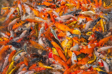 Colorful koi fish float on a pond, In the late morning of the fresh air ,  .Feed the fish and watch the fish compete for food.