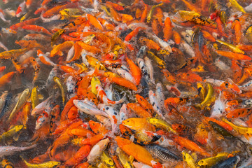 Colorful koi fish float on a pond, In the late morning of the fresh air ,  .Feed the fish and watch the fish compete for food.
