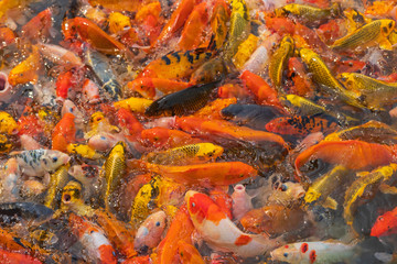 Colorful koi fish float on a pond, In the late morning of the fresh air ,  .Feed the fish and watch the fish compete for food.