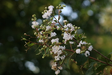 White Blooming Flowers