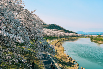 Cherry blossom at riverbank park of Shiroishi River