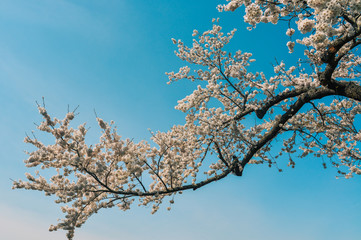 Cherry blossom at riverbank park of Shiroishi River