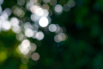 Obraz premium green background with bokeh