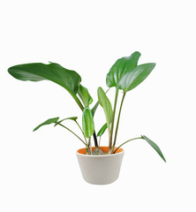 Ornamental plants in pots on a white background