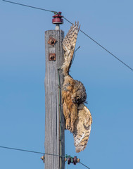 Great Horned Owl dead on a power line