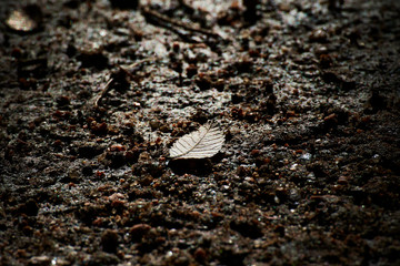 Leaf on ground