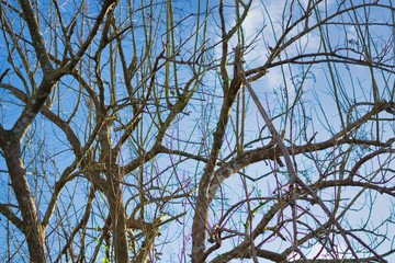tree with dry branches and blue sky against background