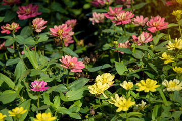 Field of pink and yellow Zinnia blooming flowers garden