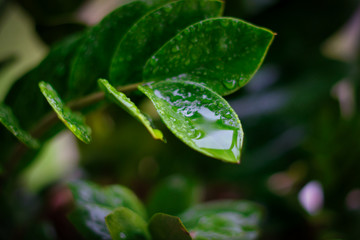 green leaf with water drops and dark background