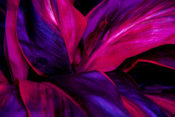 The concept of betel leaves with purple leaves, abstract, tropical leaves, natural background