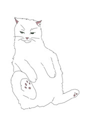 猫