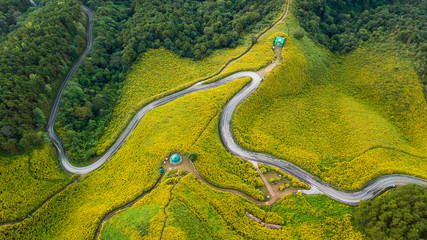 Aerial view of meadow mexican sunflowers on the valley at north Thailand